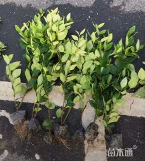 高度40厘米金森女贞