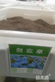 勿忘我种子勿忘草种子