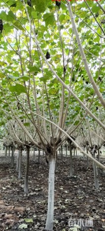 高度350厘米木芙蓉