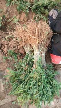 高度30厘米紫穗槐