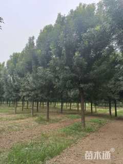 15公分秋紫白蜡