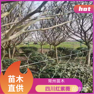10公分四川红紫薇