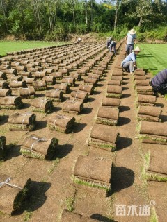 草卷状马尼拉草