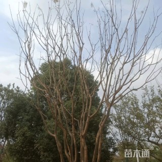 60公分丛生黄连木