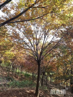 高度6厘米红榉