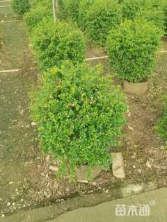 冠幅70厘米福建茶球