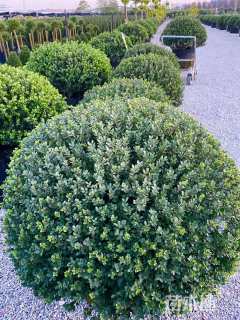 高度80厘米完美冬青球