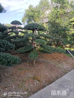 移栽苗造型罗汉松