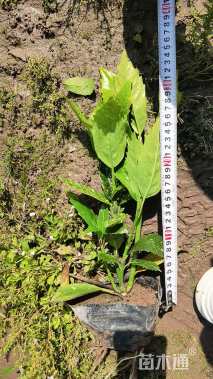 高度30厘米洒金珊瑚