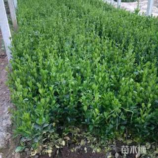 1公分精品大叶冬青  优质大叶冬青基地