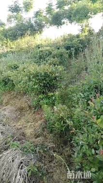 冠幅1000厘米红叶石楠球