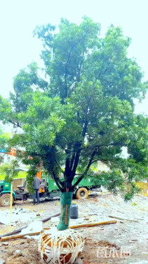 断根苗造型罗汉松