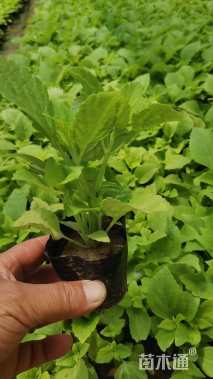 高度12厘米彩叶草