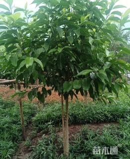 4公分黄桷兰