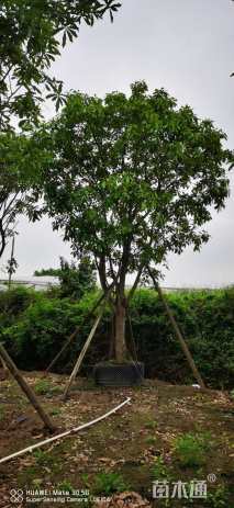 10公分红花玉蕊