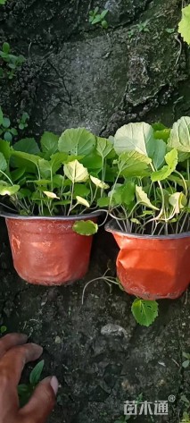 高度15厘米二月兰