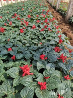 高度20厘米一串红