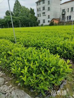 高度40厘米大叶栀子小苗