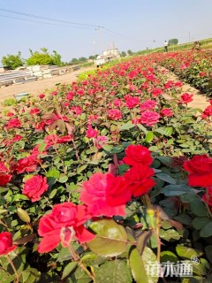高度15厘米月季