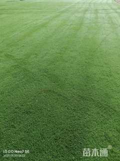 草卷状百慕大草