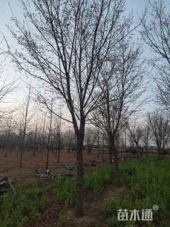 14公分染井吉野樱