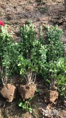 高度180厘米北海道黄杨