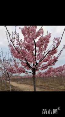 8公分垂枝樱花