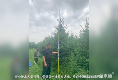 高度300厘米青海云杉