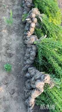 高度40厘米瓜子黄杨小苗