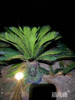 裸干高50厘米铁树