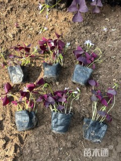 高度15厘米紫叶酢浆草