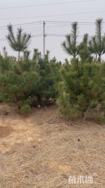 高度280厘米黑松