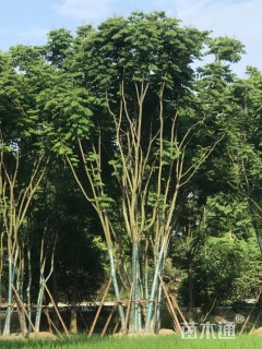 60公分(5杆)丛生栾树