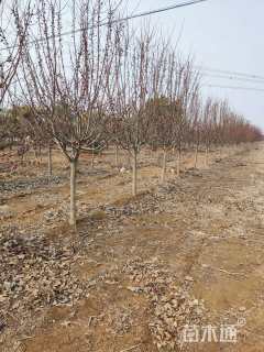 高度400厘米当娜海棠