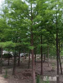 20公分墨西哥落羽杉