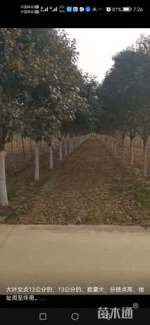 13公分大叶女贞