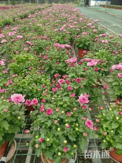 高度30厘米玛格丽特花