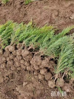 高度30厘米沙地柏