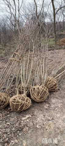 高度120厘米丛生紫荆