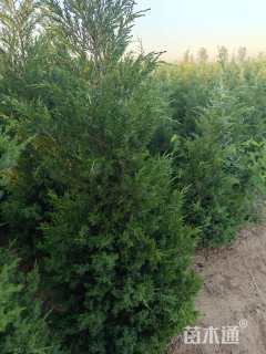 高度150厘米塔柏