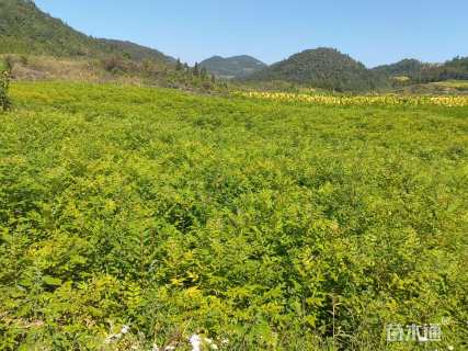 原生苗大果圆柏