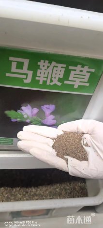 阔叶马鞭草种子