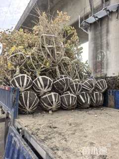 移栽苗海滨木槿