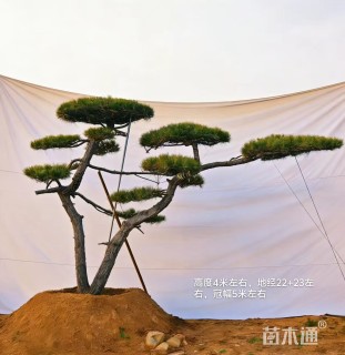 高度400厘米黑松