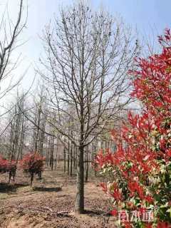 15公分北美枫香