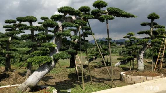 40公分造型榆树