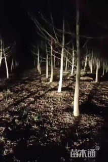 16公分枫杨