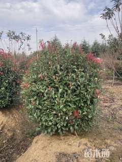 冠幅150厘米红叶石楠球