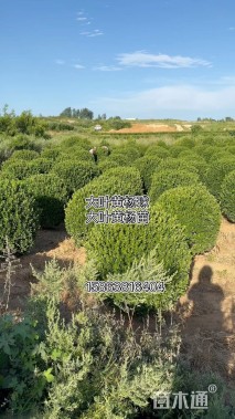 高度130厘米大叶黄杨