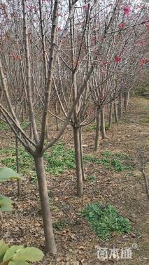 10公分绚丽海棠